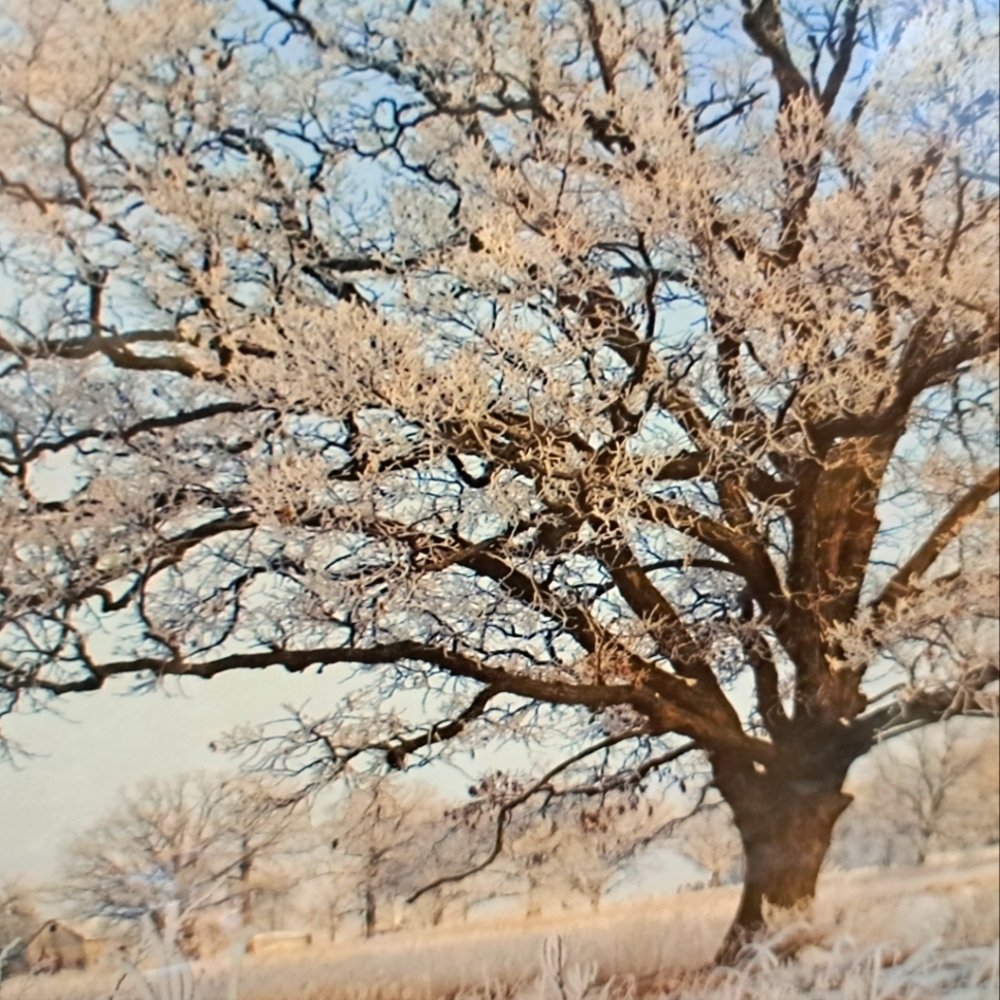 NWT Tree in Winter Art Photo of Weldon Springs by P. Hadfield - Matted 12 × 16